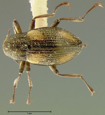 Media type: image;   Entomology 24463 Aspect: habitus dorsal view